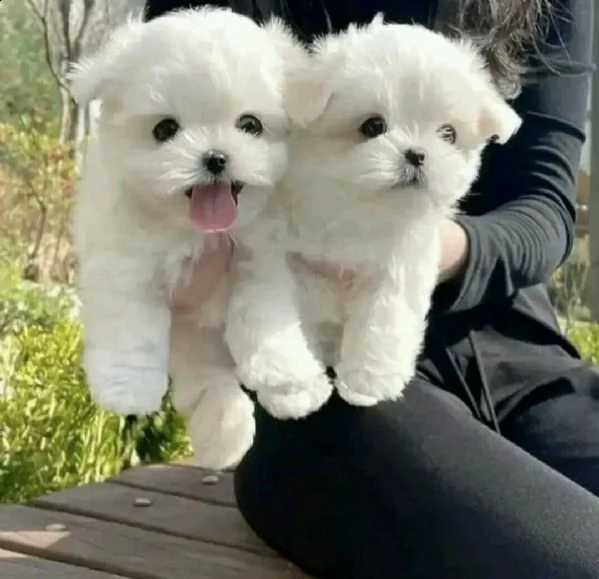 maltesi cuccioli tutti bianchi!!