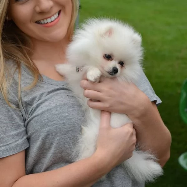 cuccioli di pomerania di taglia giocattolo e stander (+393512351560)