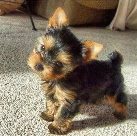 splendidi cuccioli di yorkshire terrier maschi e femmine kc excellent home breeds in cerca di una ca