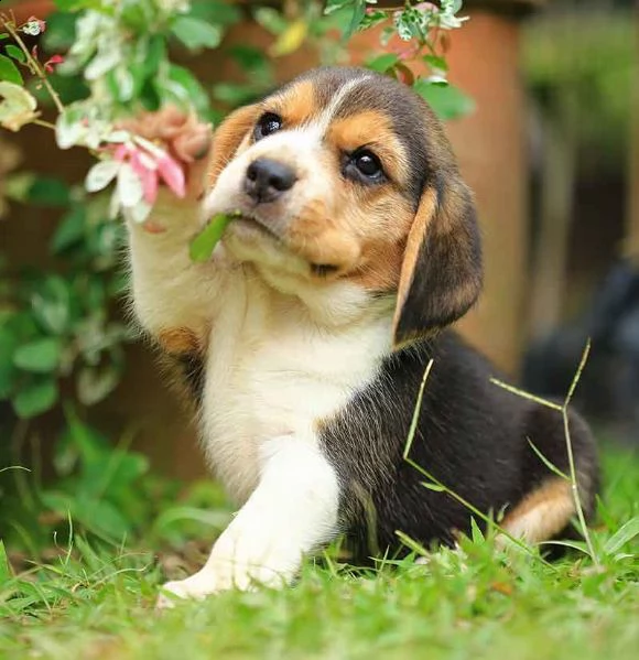 splendidi cuccioli di beagle maschio e femmina kc excellent home breeds in cerca di una casa per sem