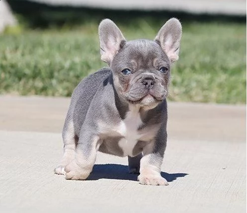 cuccioli di bulldog francese