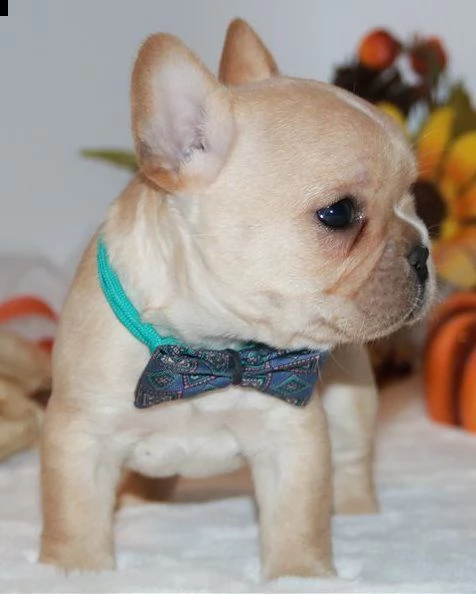 cuccioli di bulldog francese | Foto 0