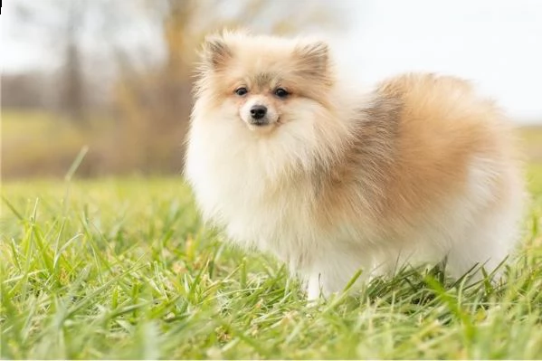 cucciolo di pomerania in vendita disponibile