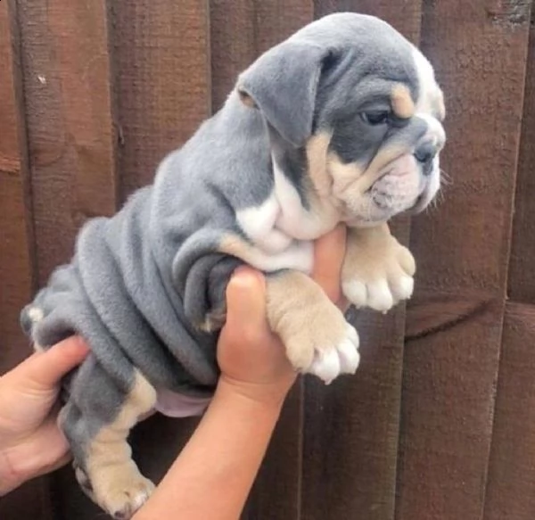 regalo bulldog inglese cuccioli con pedigree