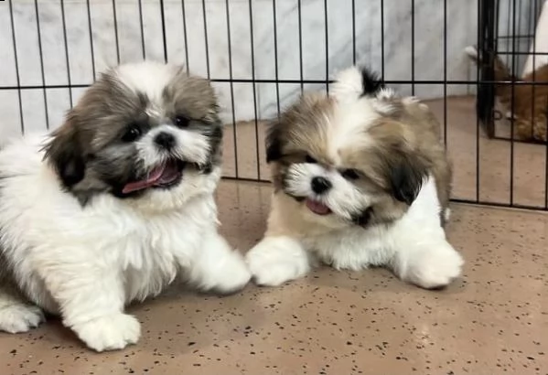 dolci cuccioli di shih tzu maschi e femmine | Foto 0