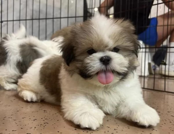 dolci cuccioli di shih tzu maschi e femmine