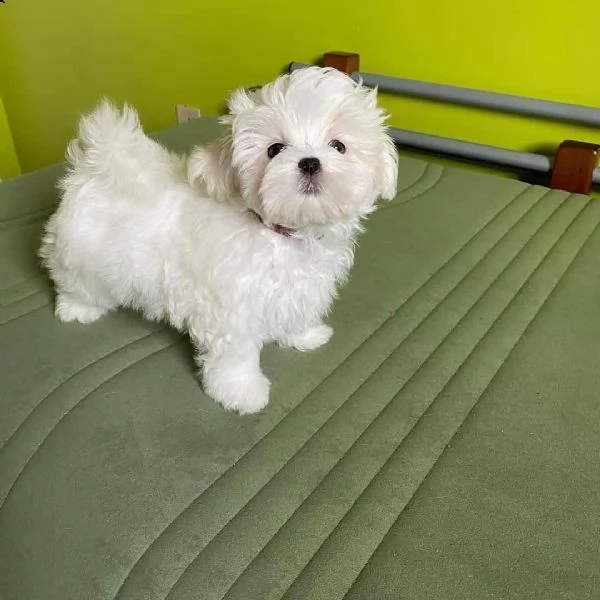 maltese toy cuccioli