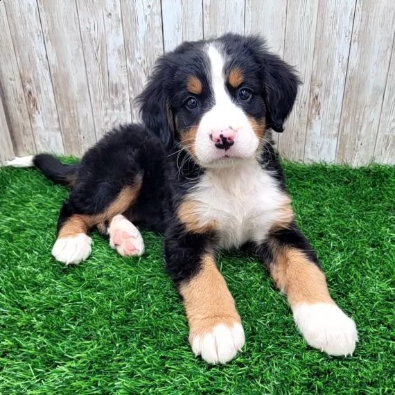 cuccioli bovaro del bernese in regalo