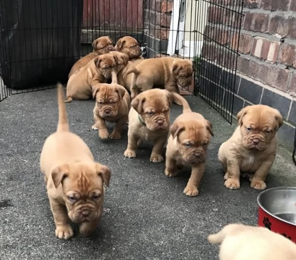 regalo cuccioli di dogue de bordeaux