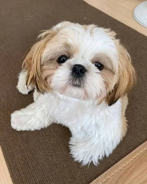 due cuccioli di shihtzu toy