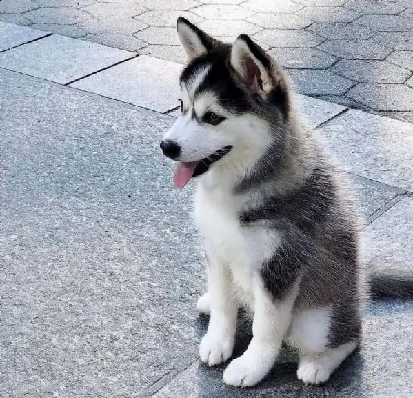 regalo cuccioli siberian husky  maschio e femmina