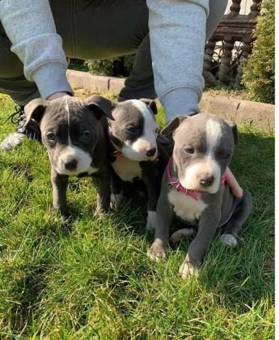 regalo adorali cuccioli di americano pitbull femminucce e maschietti 