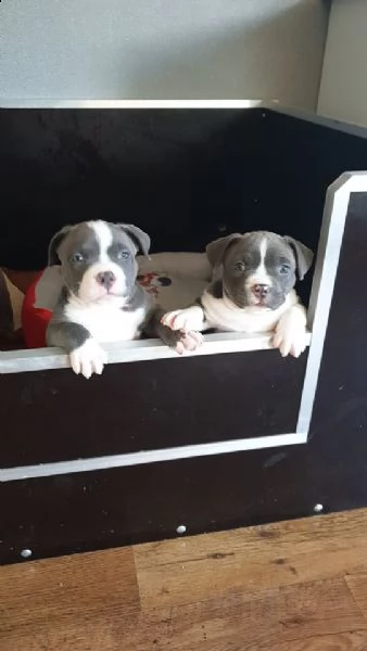 disponibili cuccioli di pitbull