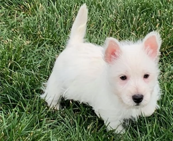 regalo west highland terrier cuccioli meravigliosi ! 