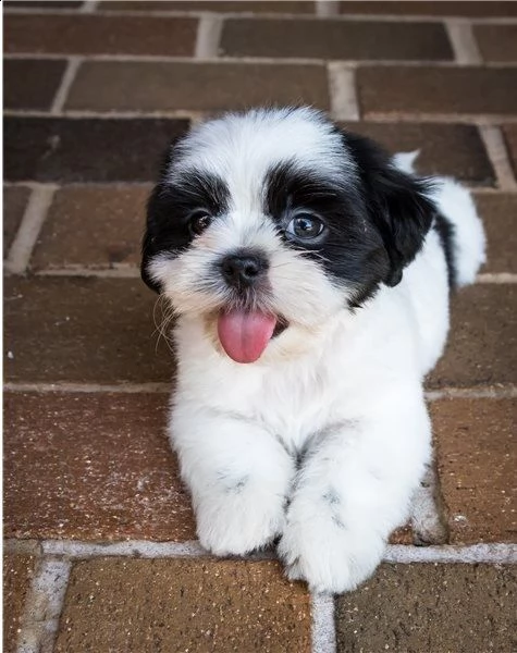 regalo bellissimi cuccioli allevati shih-tzu, colore bianco e nero.