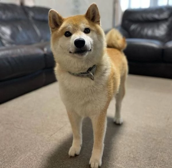 regalo due cuccioli di shiba inu per l'adozione