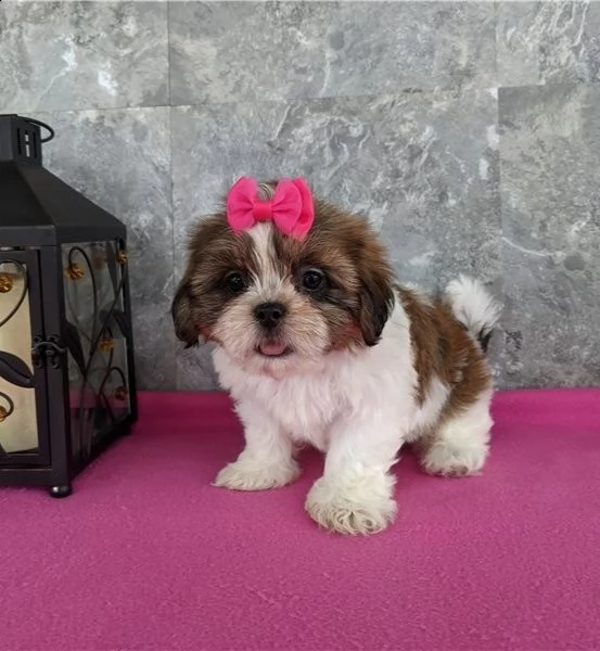 regalo bellissimi cuccioli allevati shih-tzu, colore bianco e nero.