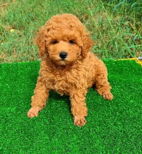 cuccioli di cane barboncino toy