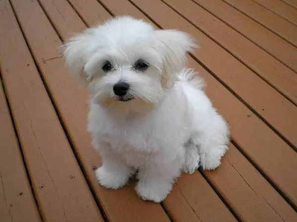 maltese toy cuccioli