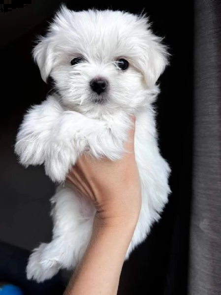 cuccioli di razza maltese toy!!