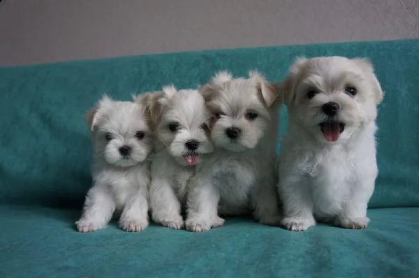 simpatici cuccioli di razza maltese ciao, siamo 5 cuccioli maltesi di razza pura, non abbiamo ancora | Foto 0