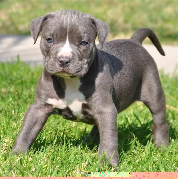 regalo cuccioli di pitbull 