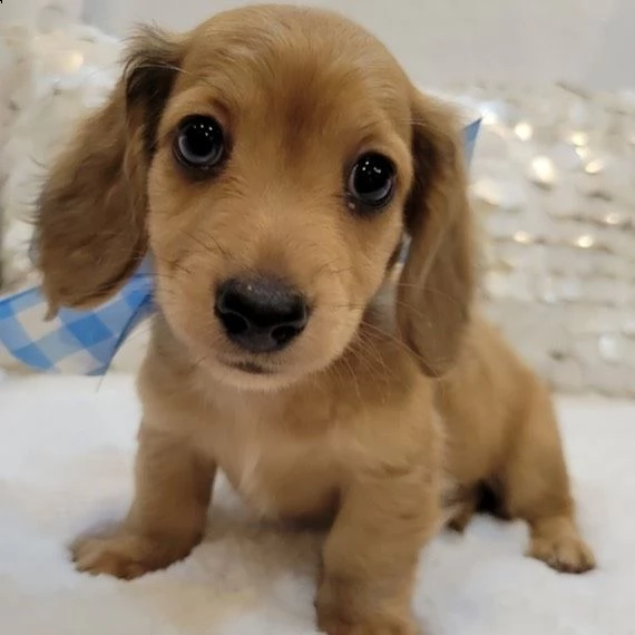 regalo adorabili cuccioli  bassotto femminucce e maschietti disponibili