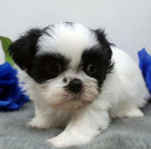 due cuccioli di shihtzu toy!! | Foto 0