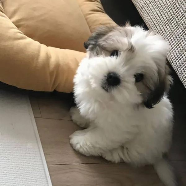 dolci cuccioli di shih tzu maschi e femmine!!!