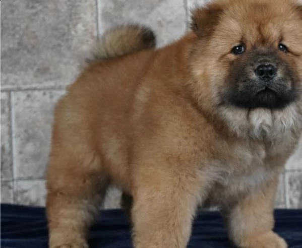 regalo chow chow cuccioli meravigliosi ! 