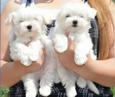 vendita cuccioli di bichon frise