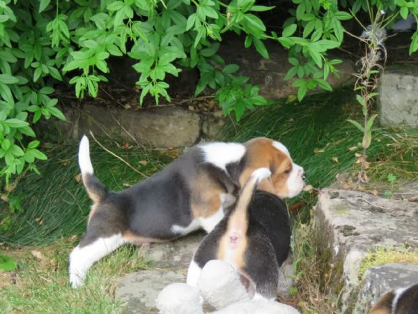 Dolcissimi cuccioli di Beagle | Foto 2