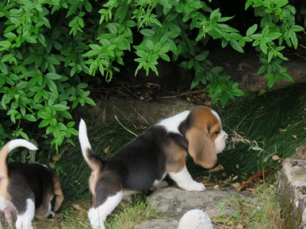 Dolcissimi cuccioli di Beagle | Foto 1
