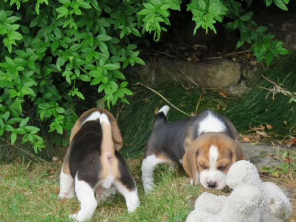 Dolcissimi cuccioli di Beagle | Foto 0