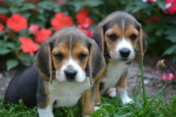 Dolcissimi cuccioli di Beagle