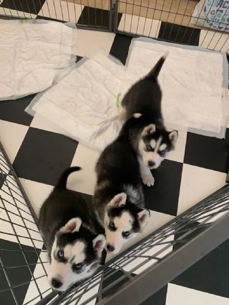 TRE CUCCIOLI DI SIBERIAN HUSKY CIOCCOLATO CON PEDIGREE | Foto 0