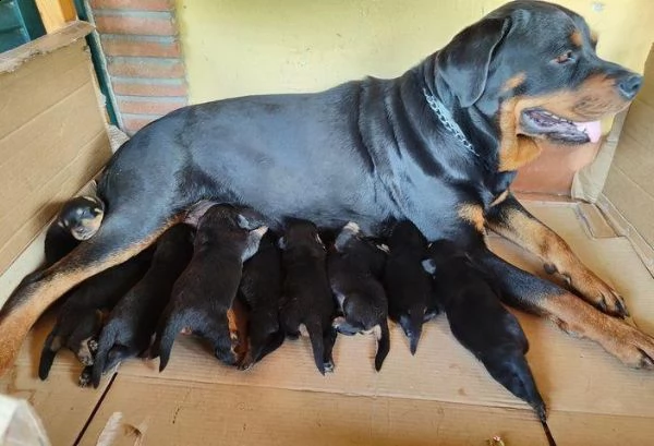 regala cuccioli di rottweiler whatsapp (0039 353 317 4023 ) | Foto 2