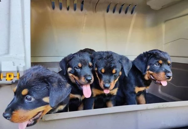 regala cuccioli di rottweiler whatsapp (0039 353 317 4023 ) | Foto 1