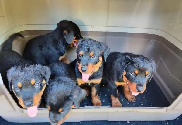 regala cuccioli di rottweiler whatsapp (0039 353 317 4023 ) | Foto 0