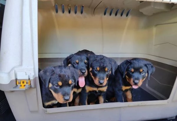 regala cuccioli di rottweiler whatsapp (0039 353 317 4023 )