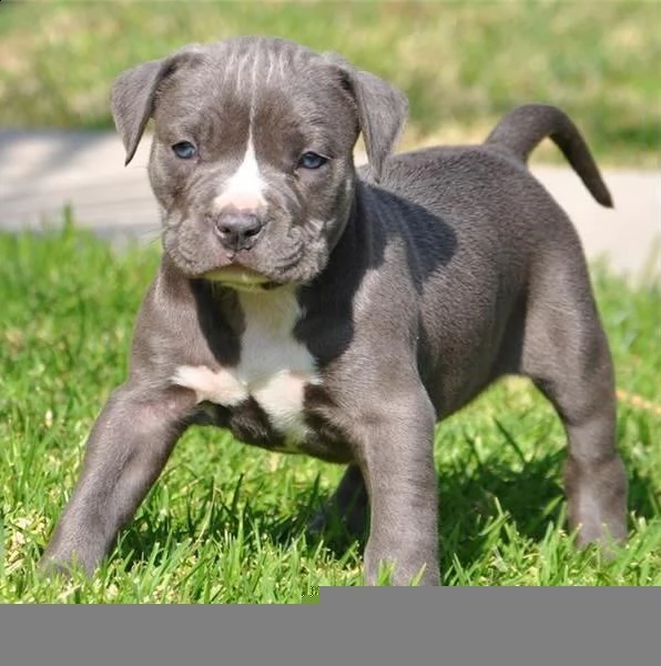 regalo cuccioli di pitbull 