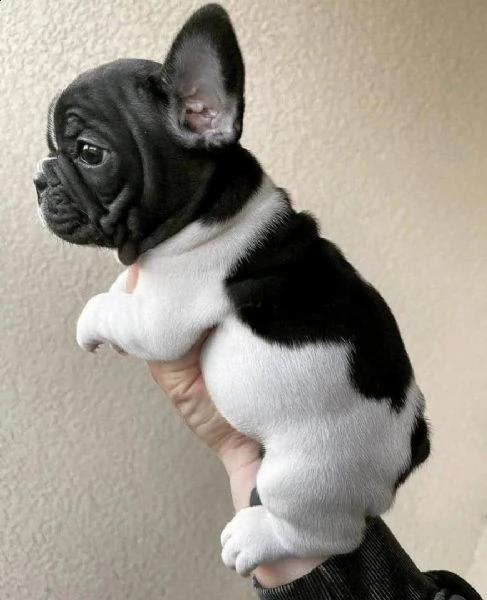 cuccioli di bulldog francese per l'adozione