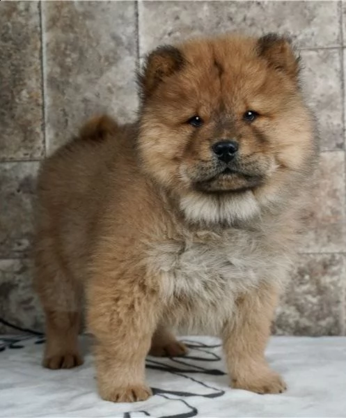 regalo chow chow cuccioli meravigliosi ! 