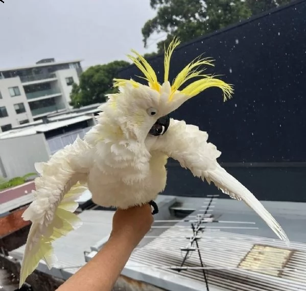 disponibile cacatua pappagallo pronto a partire chi fosse interessato ad adottarla mi mandi gentilme