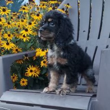 regalo  cuccioli di cocker spaniel | Foto 0