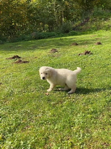 regalo cuccioli labrador whatsapp (0039 353 317 4023 )