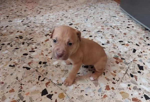 regalo cuccioli pitbull whatsapp (0039 353 317 4023 ) | Foto 2