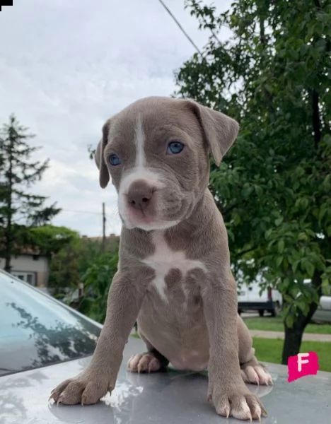 pitbull cuccioli in vendita | Foto 3