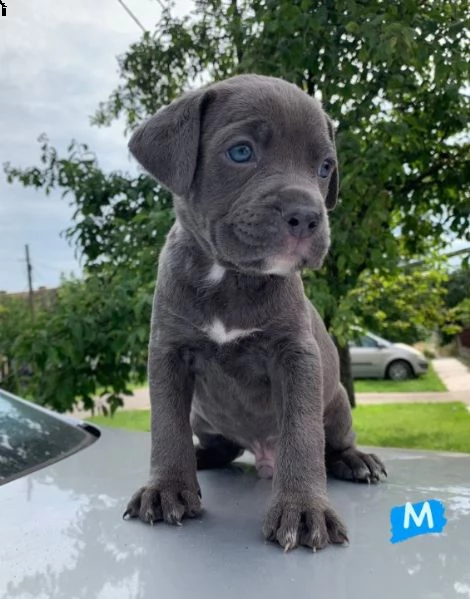 pitbull cuccioli in vendita | Foto 2