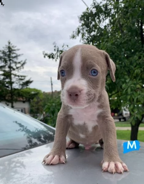 pitbull cuccioli in vendita | Foto 1